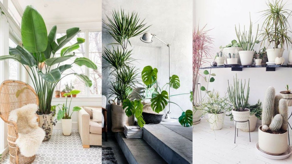 Decorate Indoor Plant in Living Room