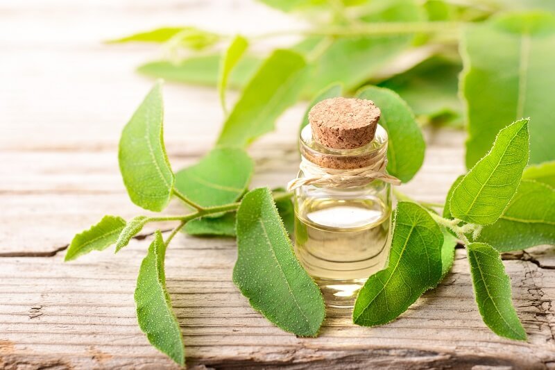 Tea Tree Oil Boosts Growth