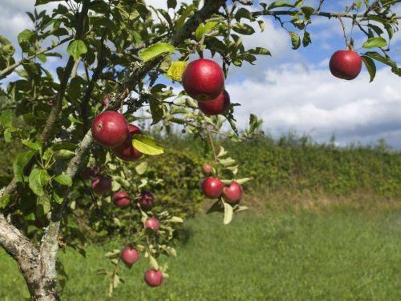 Care for Fruit Trees