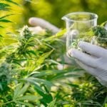 emerging market of cannabis