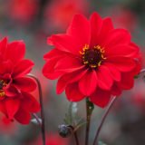 D16 Dahlia ‘Bishop of Llandaff AGM