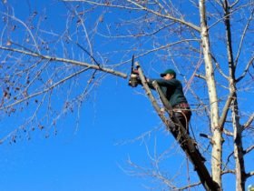 Tree Trimming & Pruning1
