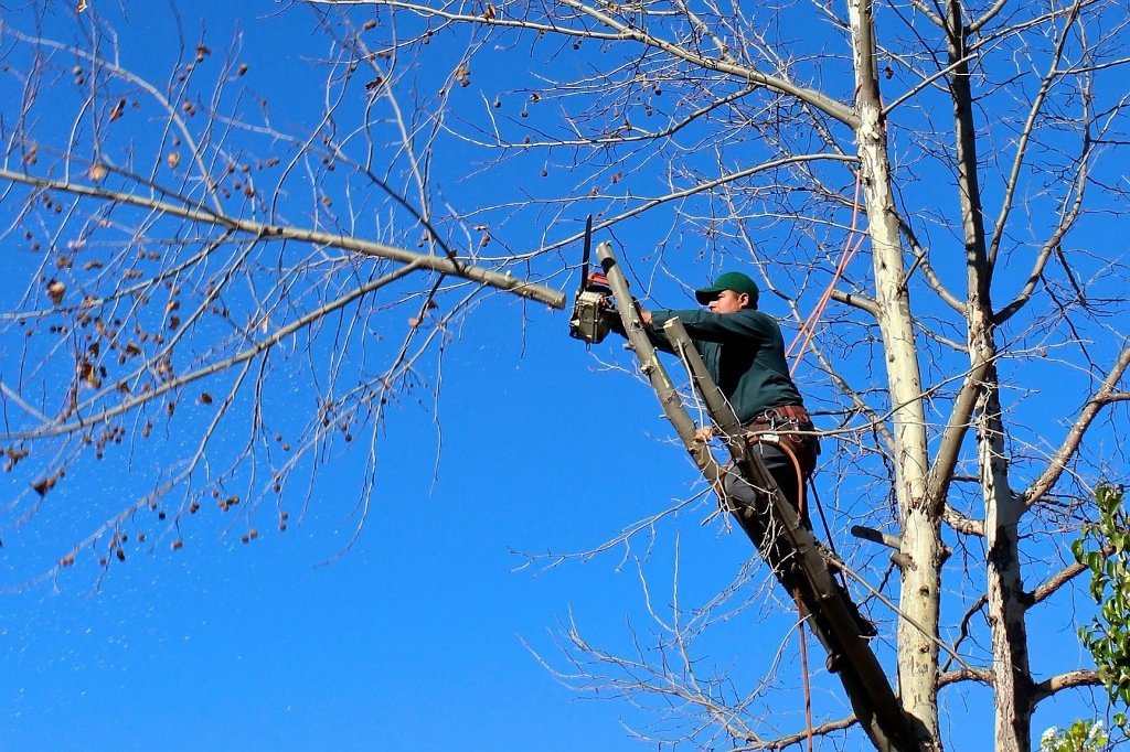 Tree Trimming & Pruning1