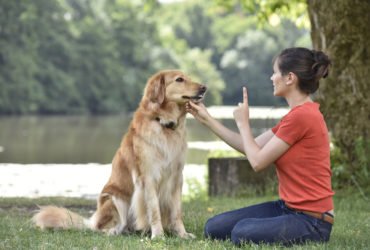 Woman,Training,Dog,At,The,Park