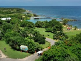 Explore Dolphin Cove Ocho Ríos in Jamaica